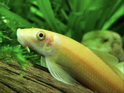 Chinese algae eater
