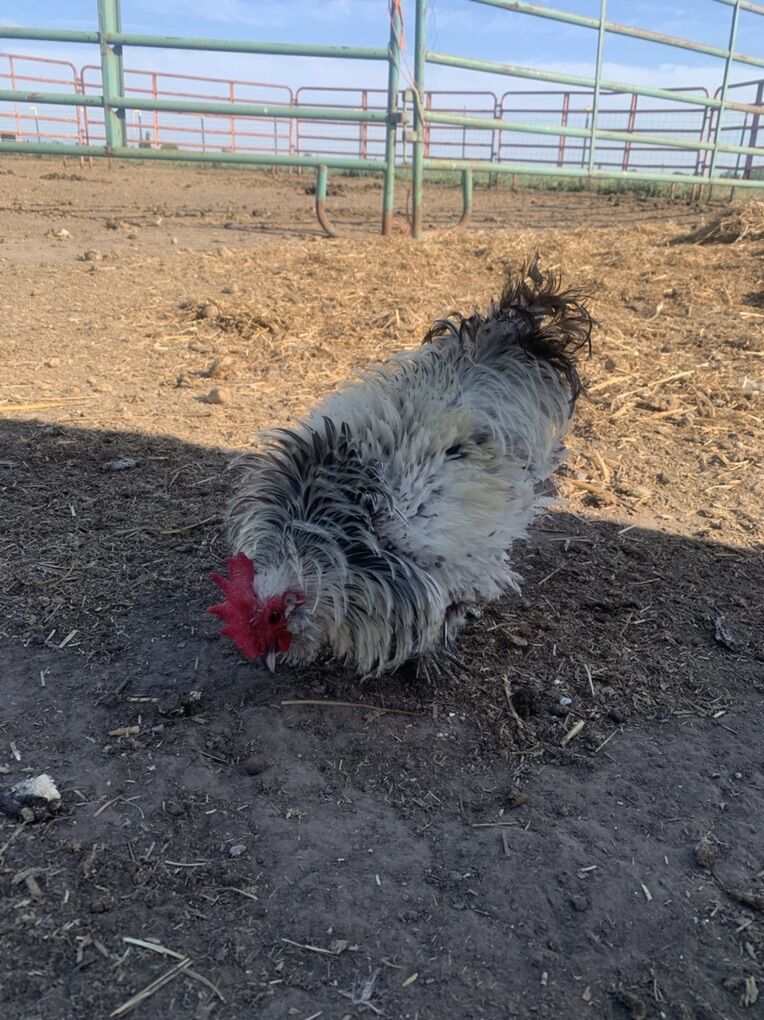 Frizzle Silver D'uccle