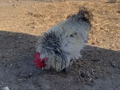 Frizzle Silver D'uccle