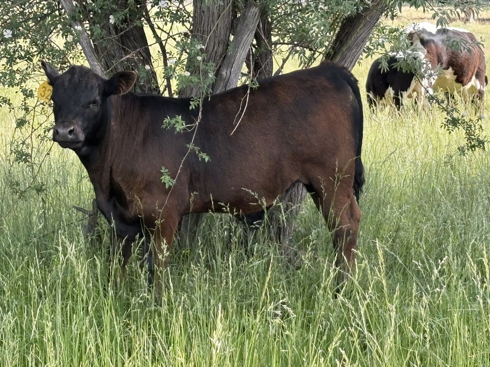 Calves for trade/sale