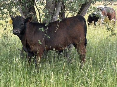 Calves for trade/sale