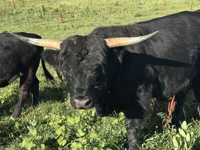 Mid Sized Highland Bull