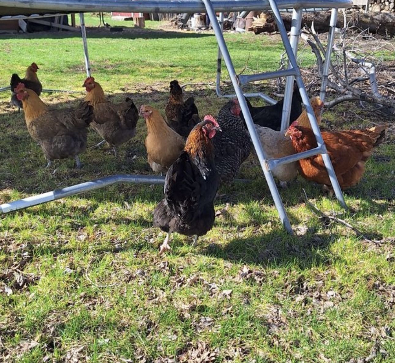 I’m Looking For Chickens Older Than One Year