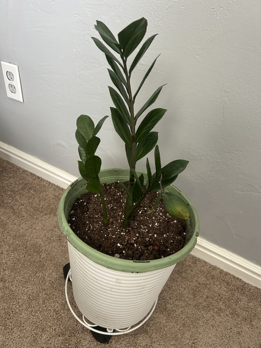 ZZ Plant in White Pot with Rolling Plant Stand