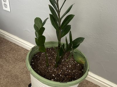 ZZ Plant in White Pot with Rolling Plant Stand