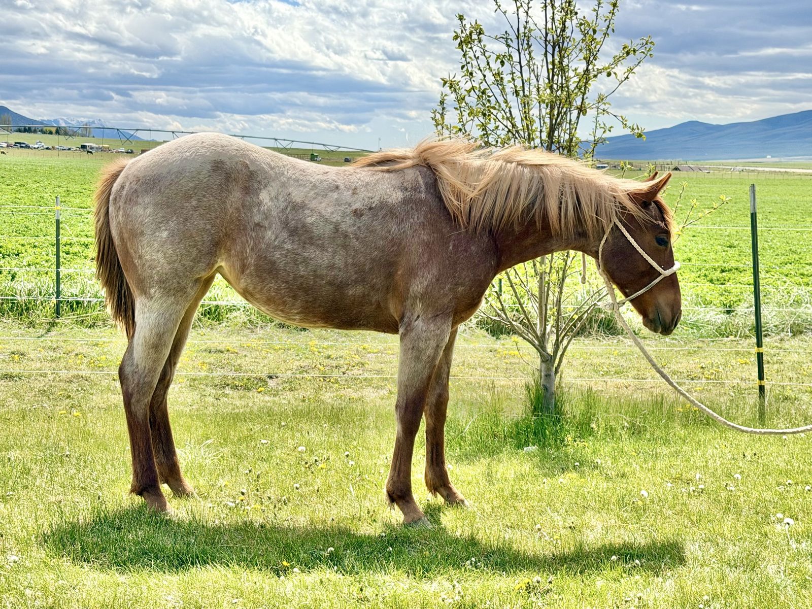 2025 Red Roan AQHA