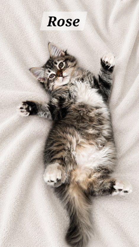 Half Ragdoll Kittens