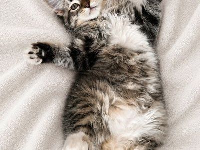 Half Ragdoll Kittens