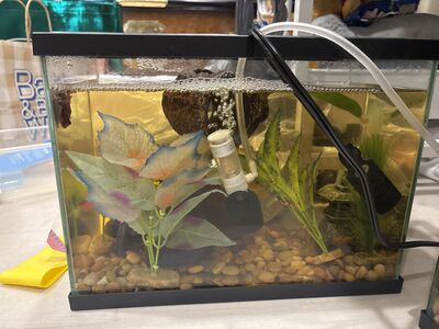Betta needs a new home