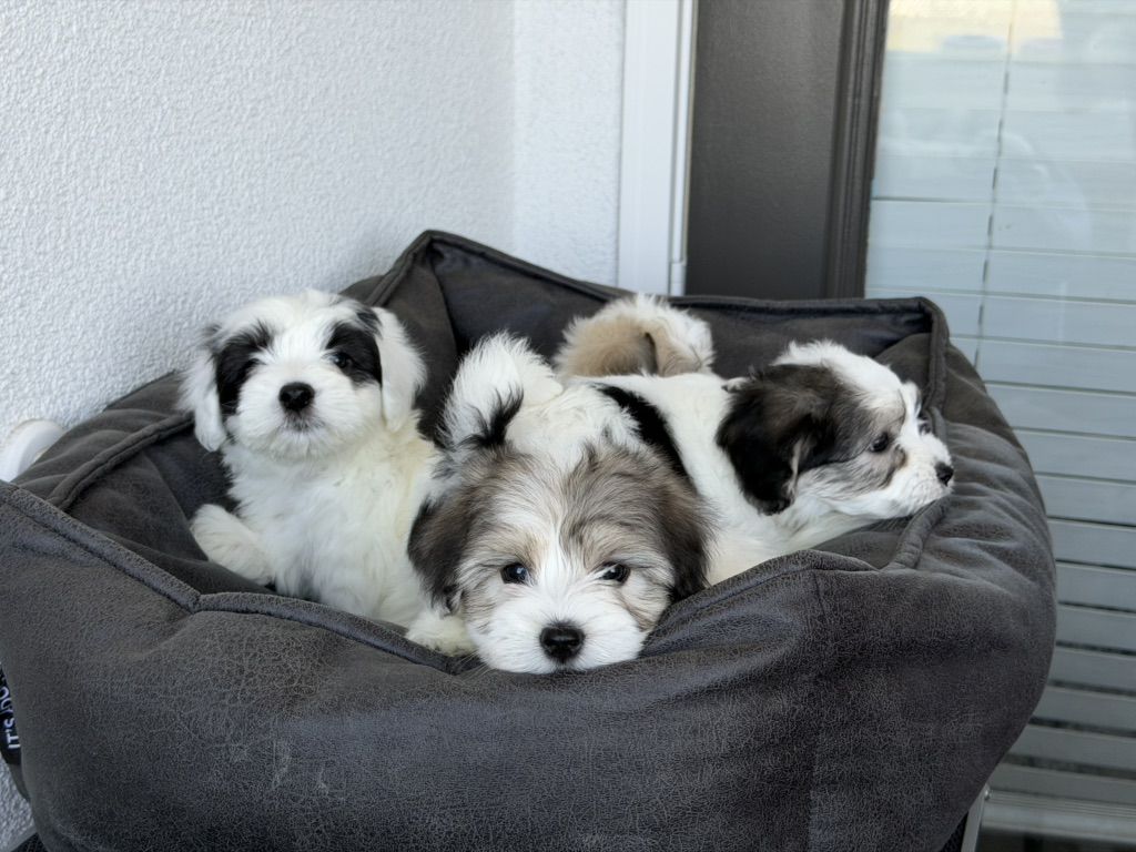 Coton De Tulear