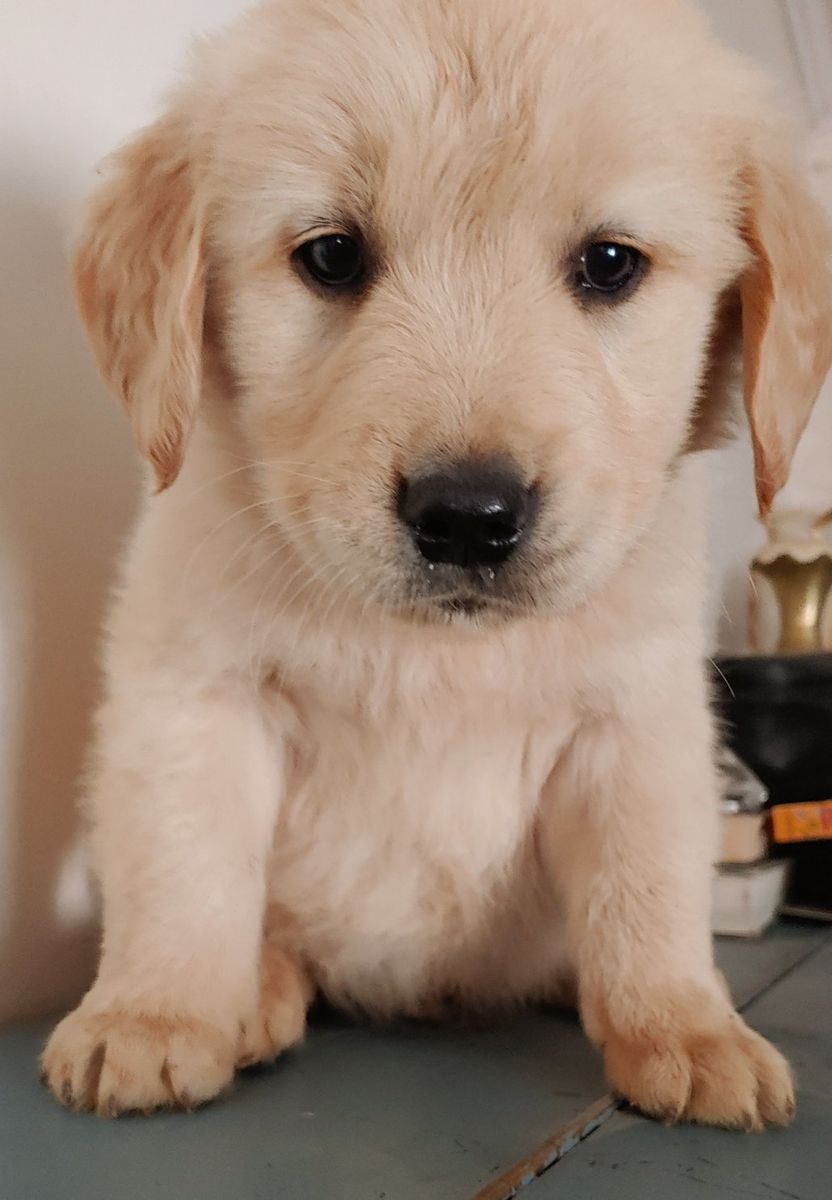 Golden Retriever Puppy female