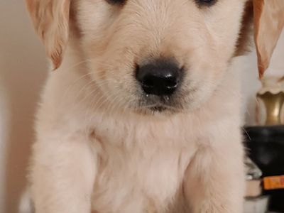 Golden Retriever Puppy female