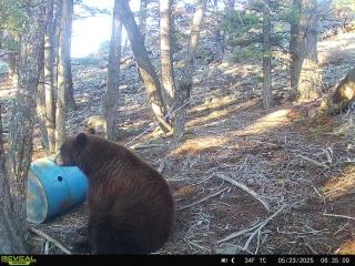 Spring Bear Hunt