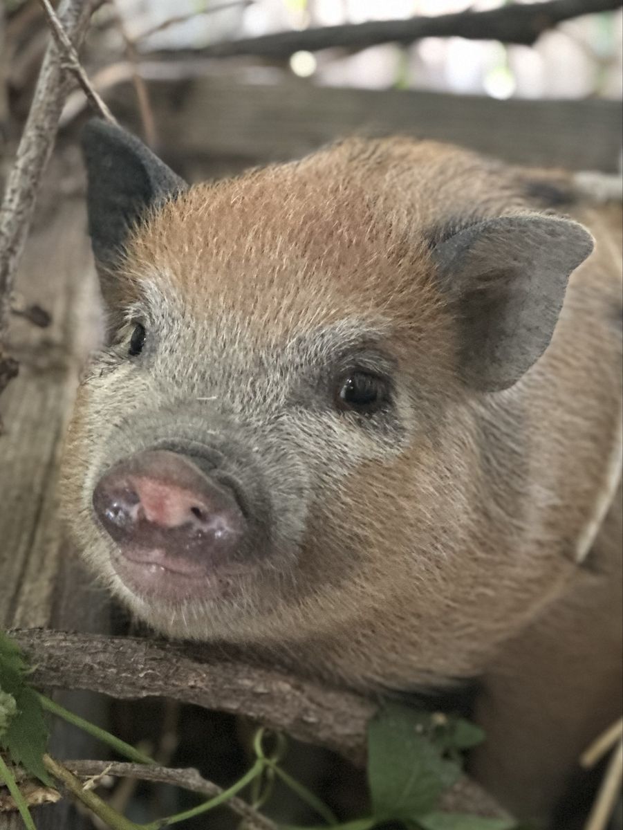 Trained Adorable Mini Juliana Piglet / Potbelly Pig Mix Ready for Forever Home
