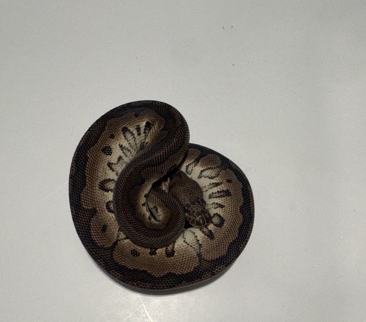 Pet Reptile Ball Python Morph #8