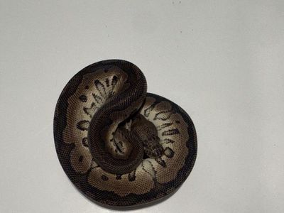 Pet Reptile Ball Python Morph #8