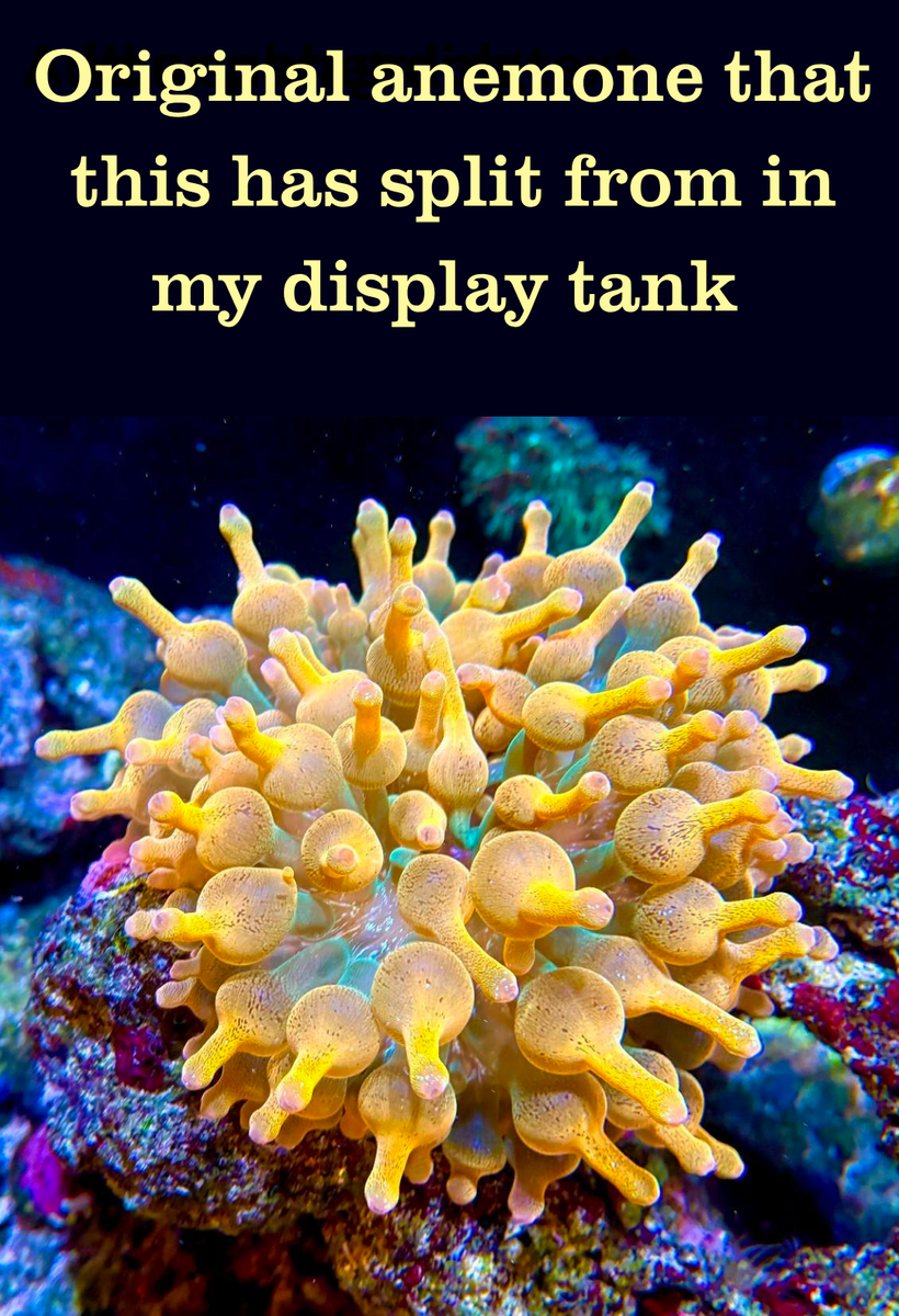 Bubble Tip Anemone