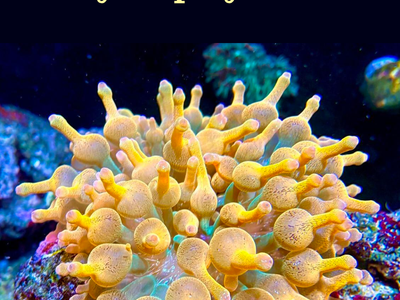Bubble Tip Anemone