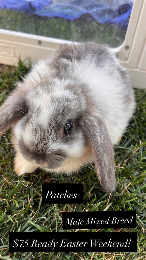 Easter Ready! Mixed breed baby bunnies