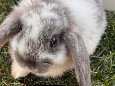 Easter Ready! Mixed breed baby bunnies