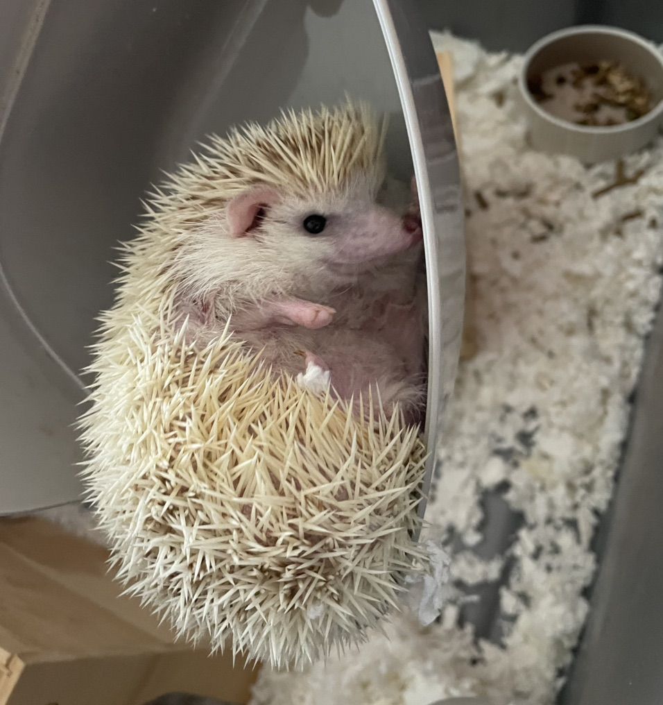 Female Hedge Hog