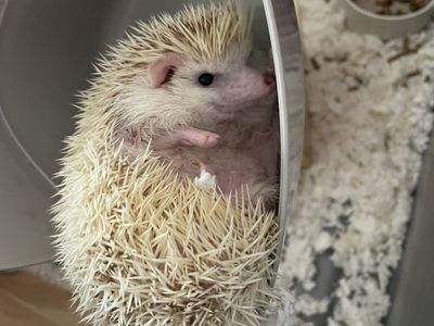 Female Hedge Hog