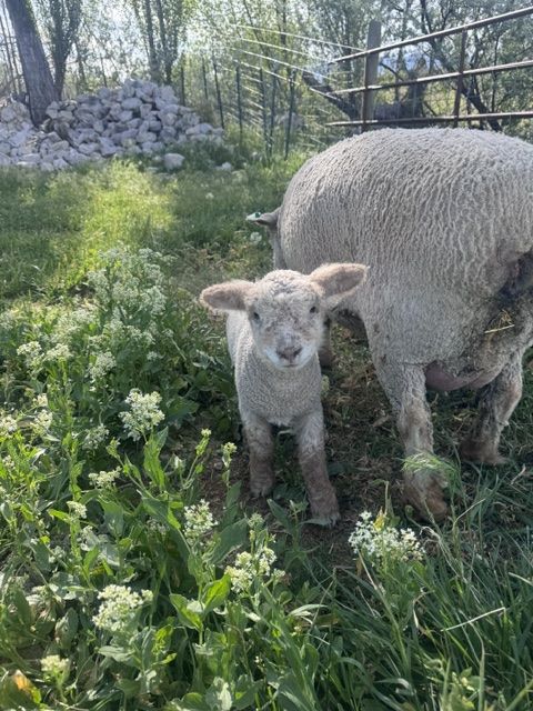 Babydoll Lambs