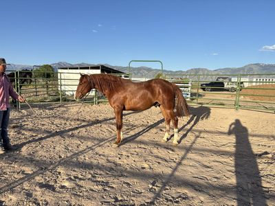 2 Year Old Draft Cross Gelding