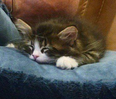 TODAY ONLY $90 Beautiful, playful, lovey kitten with shots and microchip