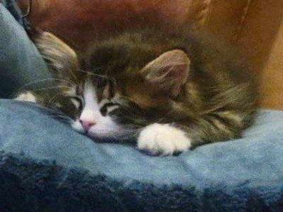 TODAY ONLY $90 Beautiful, playful, lovey kitten with shots and microchip