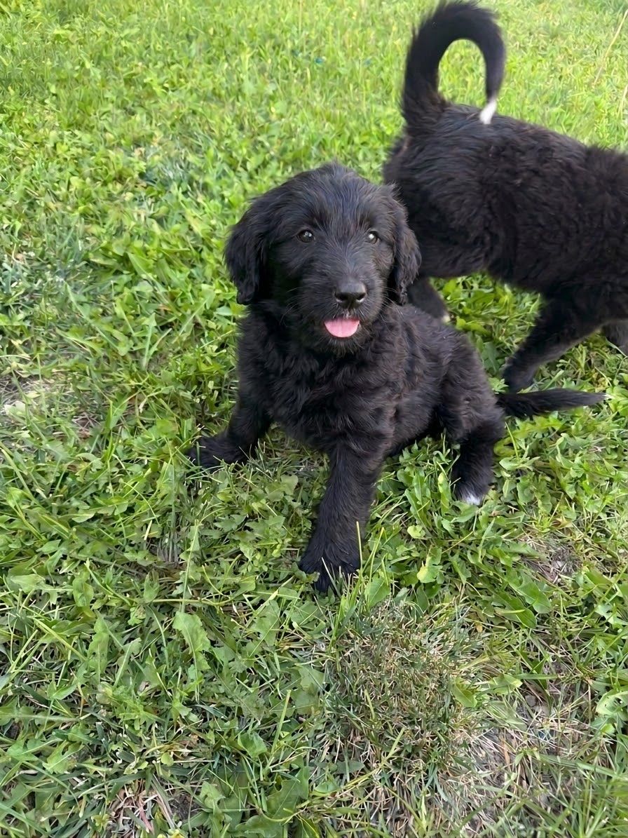 German retriever mix puppies 