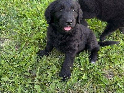 German retriever mix puppies