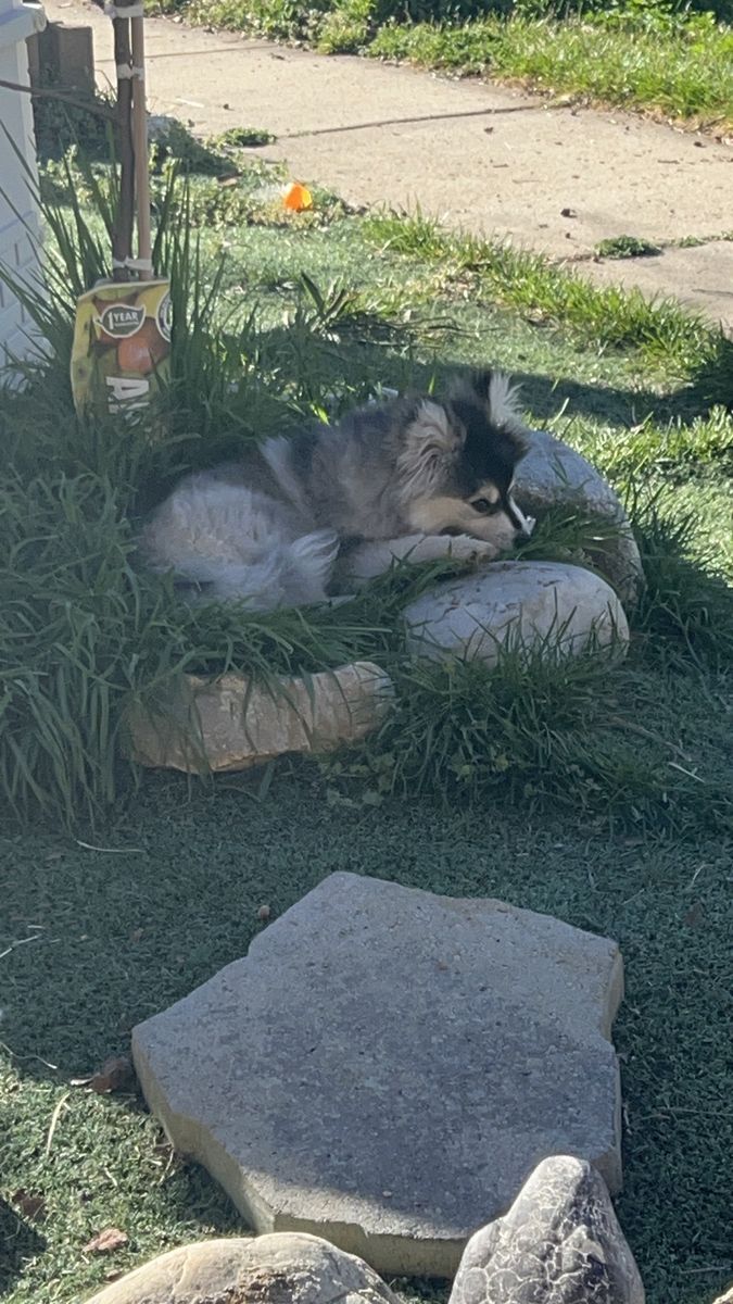 Female Pomsky