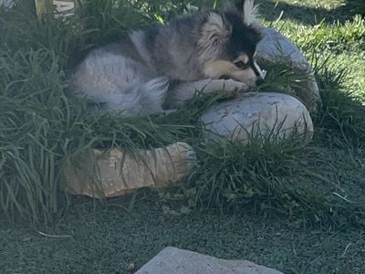 Female Pomsky