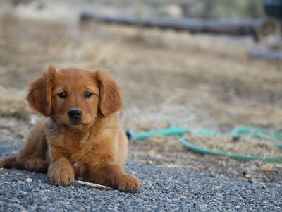AKC Field Bred Golden Retriever-Health Tested