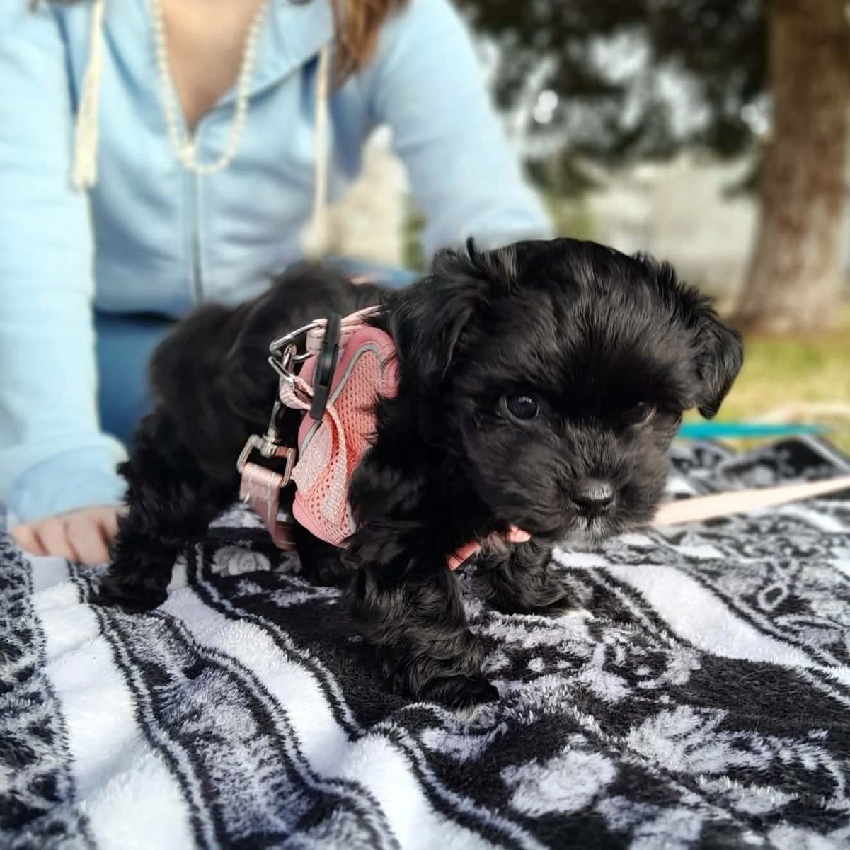 Adorable Yorkipoo Puppy - Ready for a Loving Home!