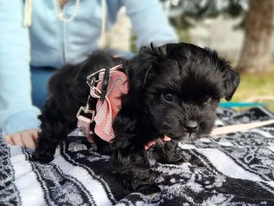 Adorable Yorkipoo Puppy - Ready for a Loving Home!