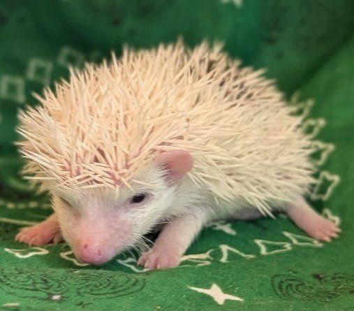 Adorable Baby Boy Hedgehog - Xander
