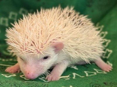 Adorable Baby Boy Hedgehog - Xander