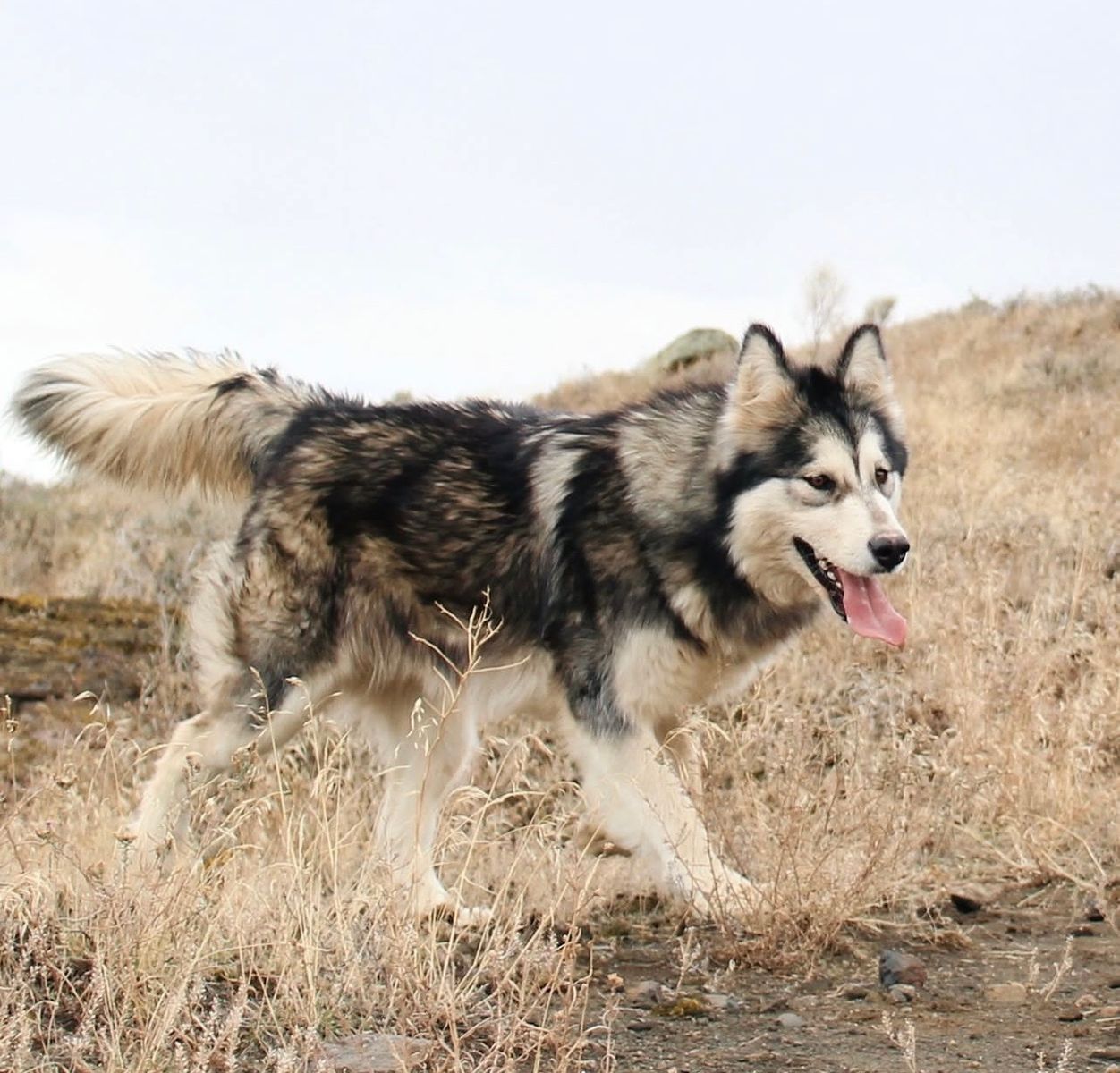 Alaskan Malamute