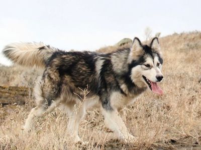 Alaskan Malamute