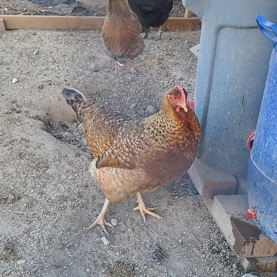 Welsummer Laying Hen