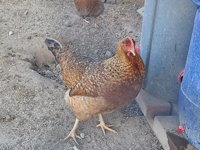 Welsummer Laying Hen