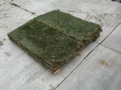 Kentucky Blue Sod