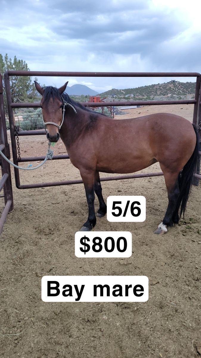 Bay mare