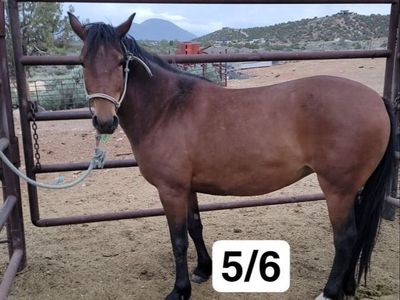 Bay mare