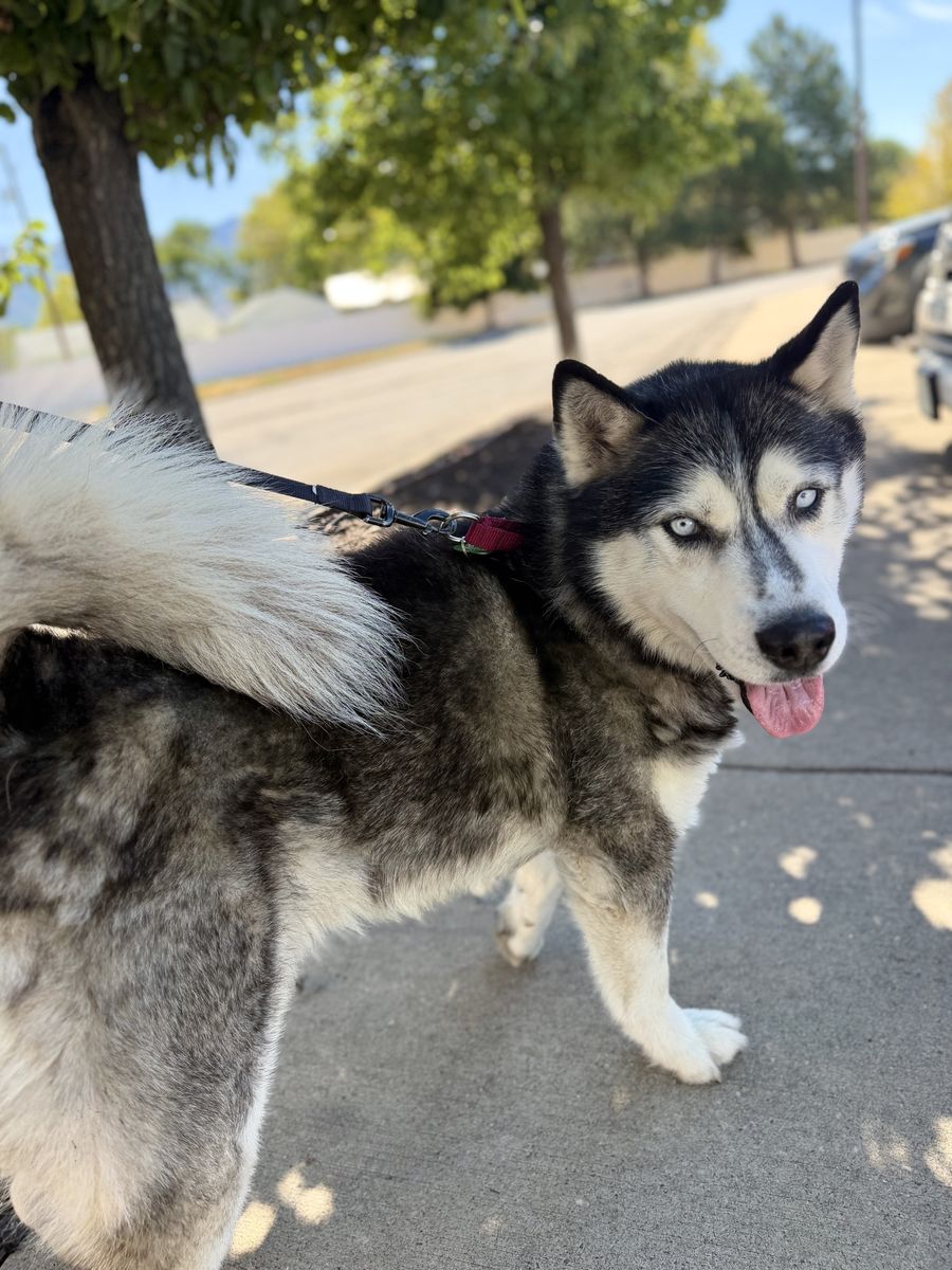 Adopt Duke