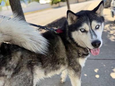 Adopt Duke