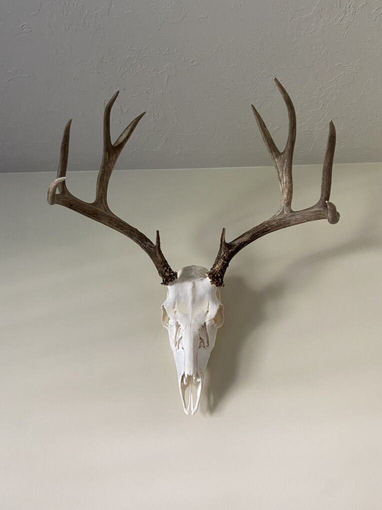 European Taxidermy service