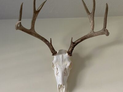 European Taxidermy service